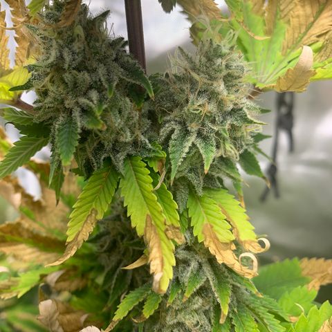 Gelat.OG growlog timeline photo