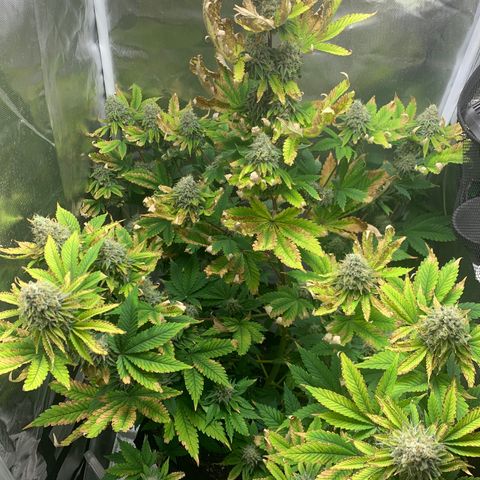 Gelat.OG growlog timeline photo