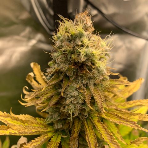 Gelat.OG growlog timeline photo