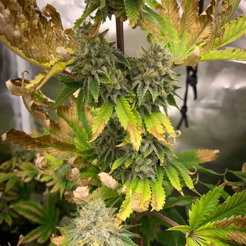 Gelat.OG growlog timeline photo