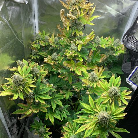 Gelat.OG growlog timeline photo
