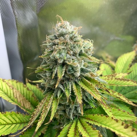 Gelat.OG growlog timeline photo