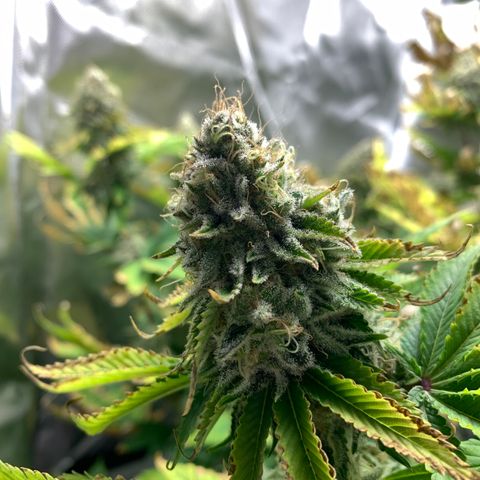 Gelat.OG growlog timeline photo