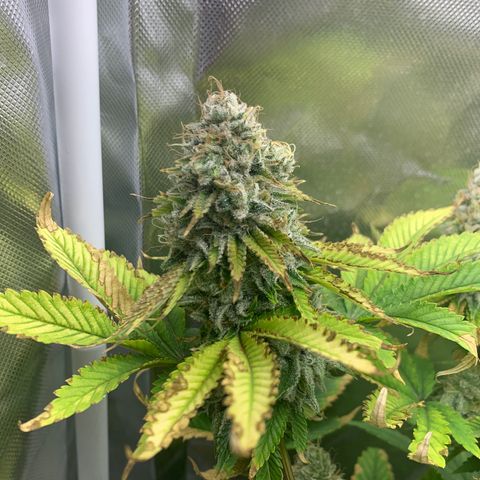 Gelat.OG growlog timeline photo