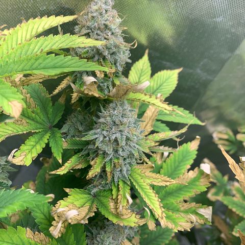 Gelat.OG growlog timeline photo