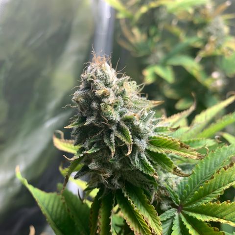 Gelat.OG growlog timeline photo