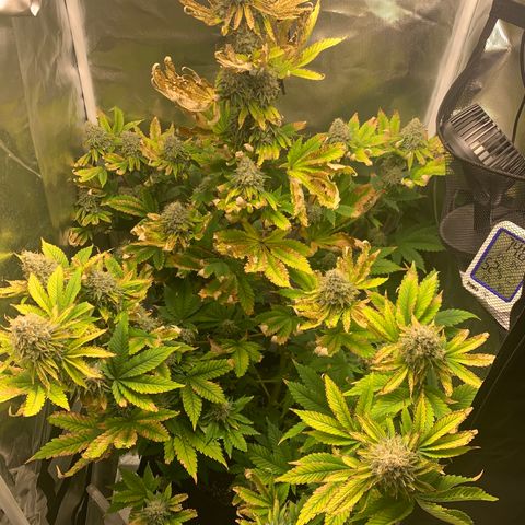Gelat.OG growlog timeline photo
