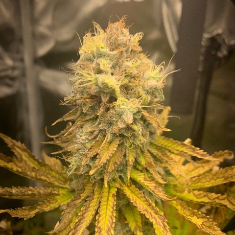 Gelat.OG growlog timeline photo