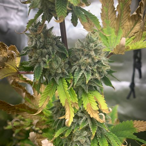 Gelat.OG growlog timeline photo