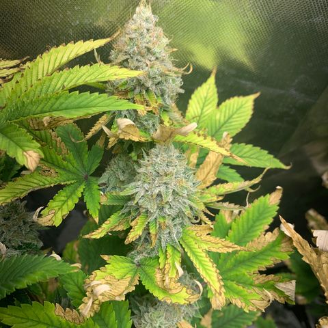 Gelat.OG growlog timeline photo
