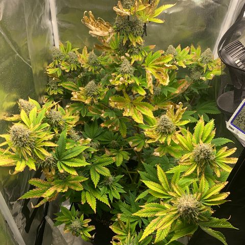 Gelat.OG growlog timeline photo