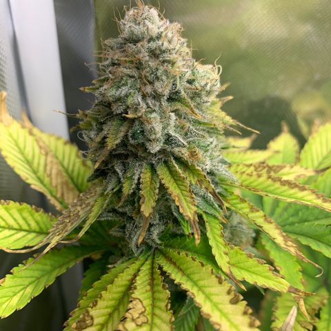 Gelat.OG growlog timeline photo