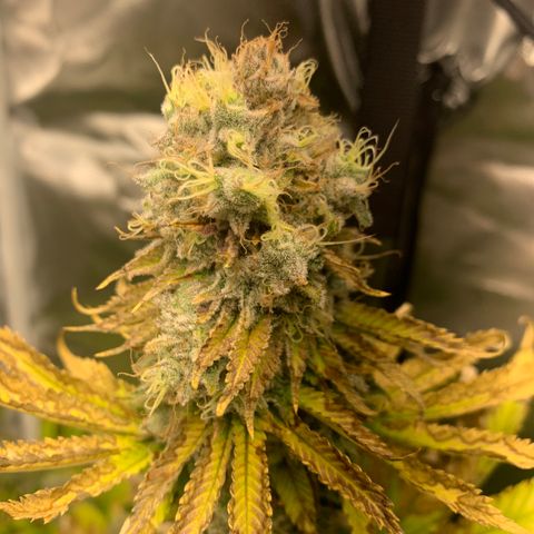 Gelat.OG growlog timeline photo