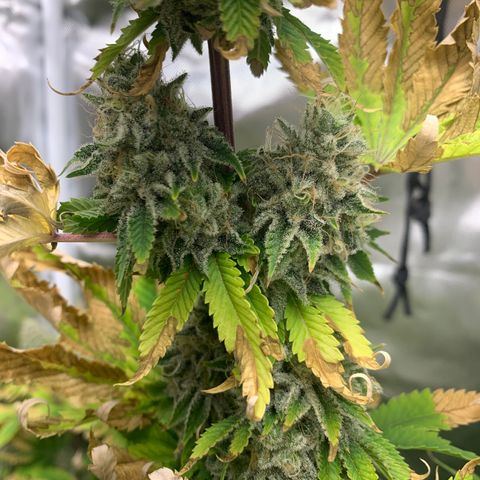 Gelat.OG growlog timeline photo