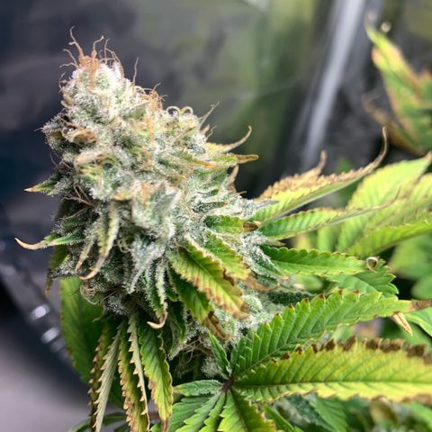 Gelat.OG growlog timeline photo