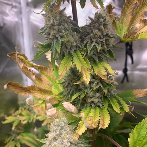 Gelat.OG growlog timeline photo