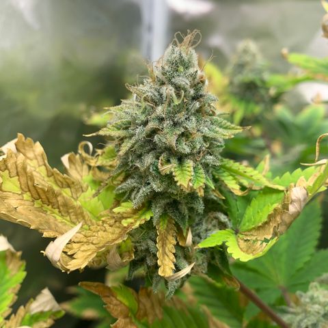 Gelat.OG growlog timeline photo