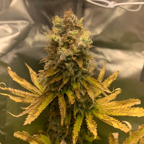 Gelat.OG growlog timeline photo