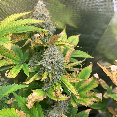 Gelat.OG growlog timeline photo