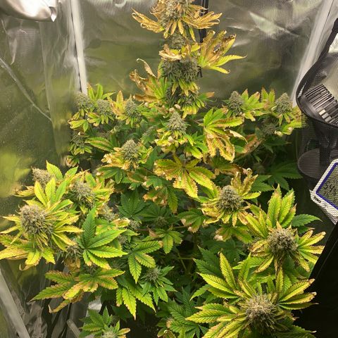 Gelat.OG growlog timeline photo
