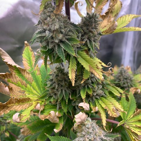 Gelat.OG growlog timeline photo