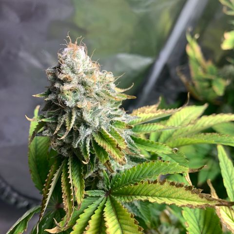 Gelat.OG growlog timeline photo