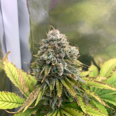 Gelat.OG growlog timeline photo