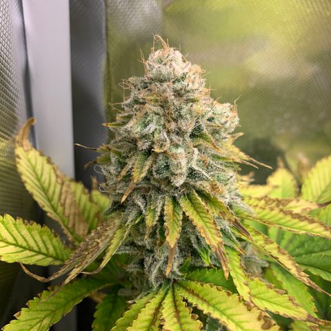 Gelat.OG growlog timeline photo
