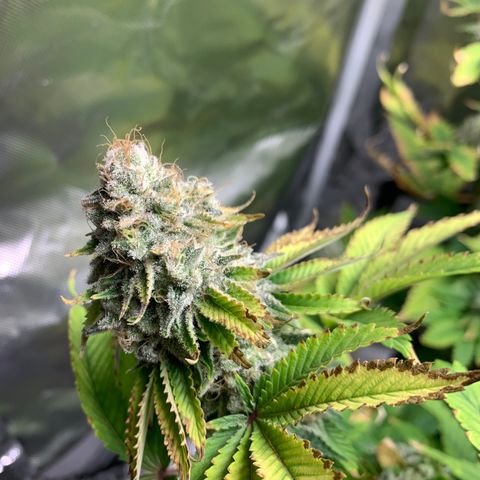 Gelat.OG growlog timeline photo