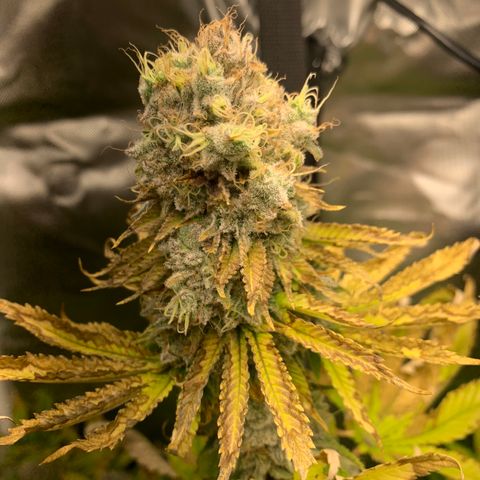Gelat.OG growlog timeline photo