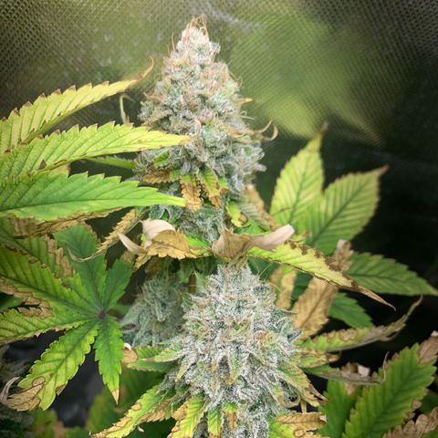 Gelat.OG growlog timeline photo