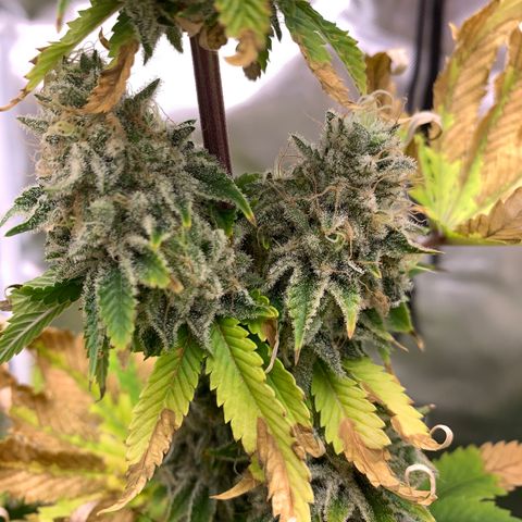 Gelat.OG growlog timeline photo
