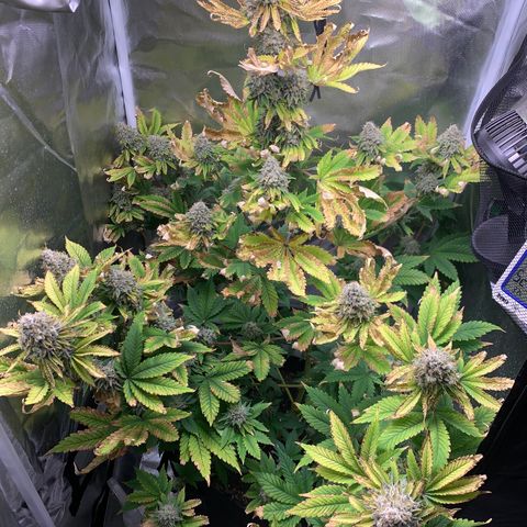 Gelat.OG growlog timeline photo