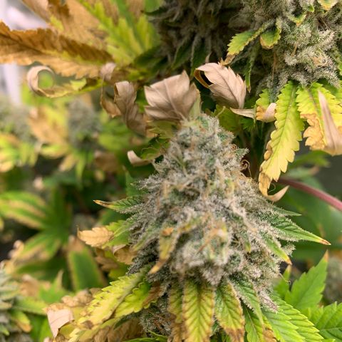 Gelat.OG growlog timeline photo