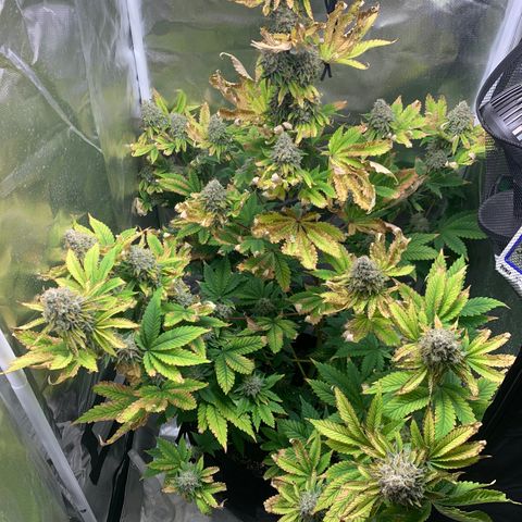Gelat.OG growlog timeline photo