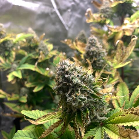 Gelat.OG growlog timeline photo