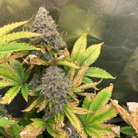 Gelat.OG growlog timeline photo