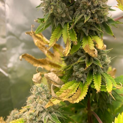 Gelat.OG growlog timeline photo