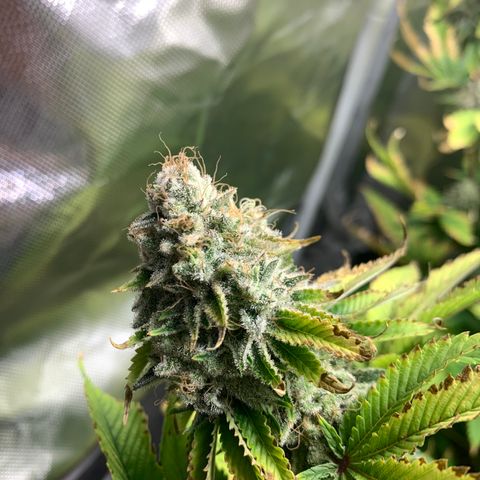 Gelat.OG growlog timeline photo