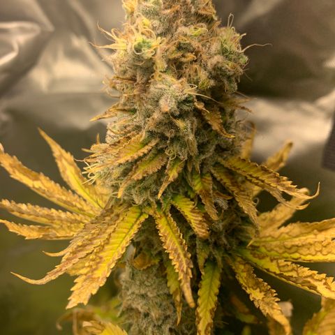 Gelat.OG growlog timeline photo