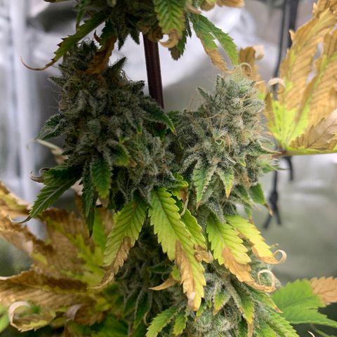Gelat.OG growlog timeline photo