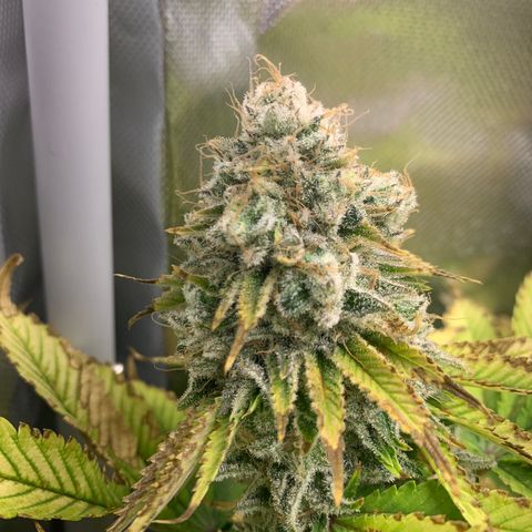 Gelat.OG growlog timeline photo