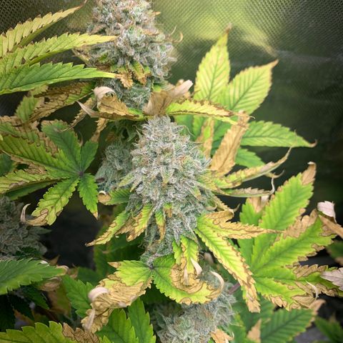 Gelat.OG growlog timeline photo