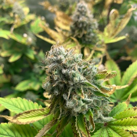Gelat.OG growlog timeline photo