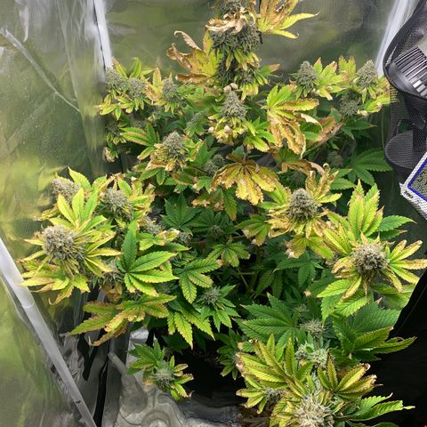 Gelat.OG growlog timeline photo