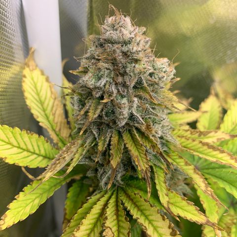 Gelat.OG growlog timeline photo
