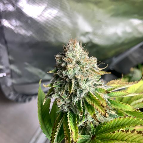Gelat.OG growlog timeline photo