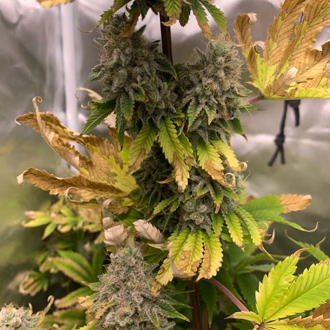 Gelat.OG growlog timeline photo