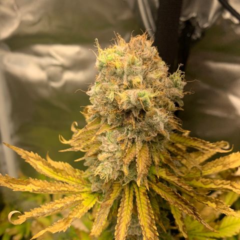 Gelat.OG growlog timeline photo