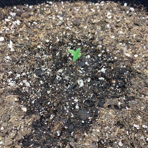 Peyote Wi-Fi growlog timeline photo